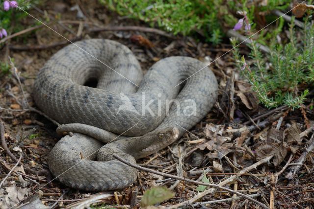 Aspisadder (Vipera aspis)