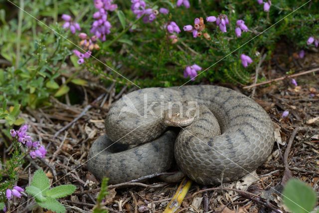 Aspisadder (Vipera aspis)