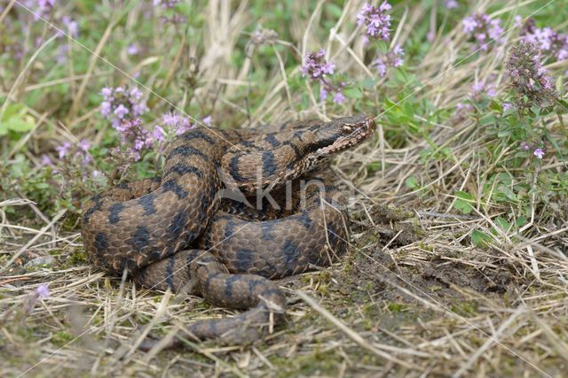 Aspisadder (Vipera aspis)