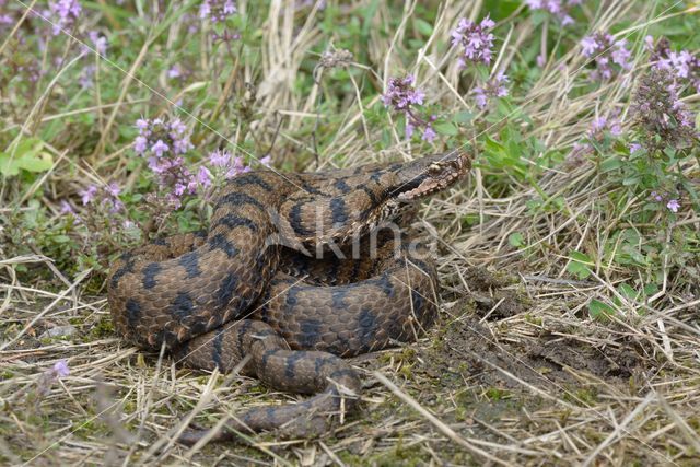 Aspisadder (Vipera aspis)