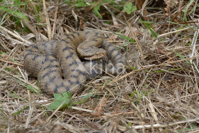 Aspisadder (Vipera aspis)