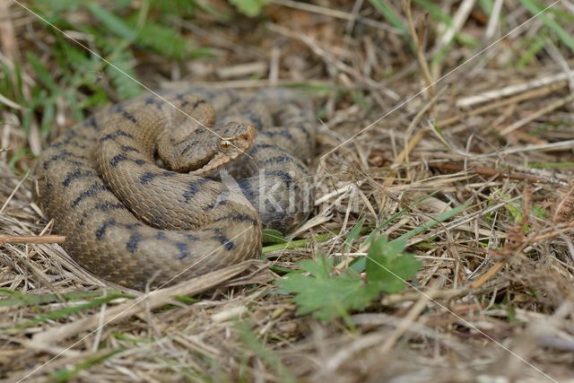 asp viper (Vipera aspis)