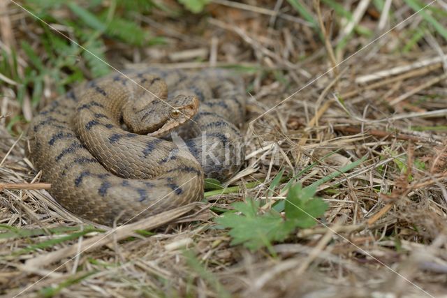 Aspisadder (Vipera aspis)