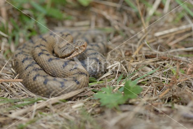 asp viper (Vipera aspis)