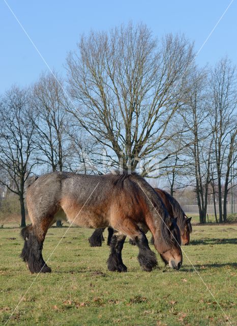 Belgian Horse (Equus spp)