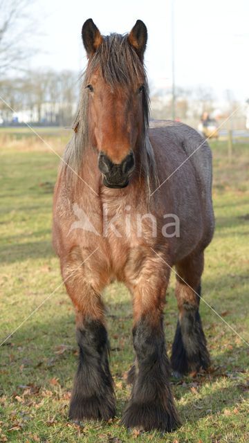 Belgian Horse (Equus spp)