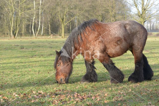 Belgian Horse (Equus spp)