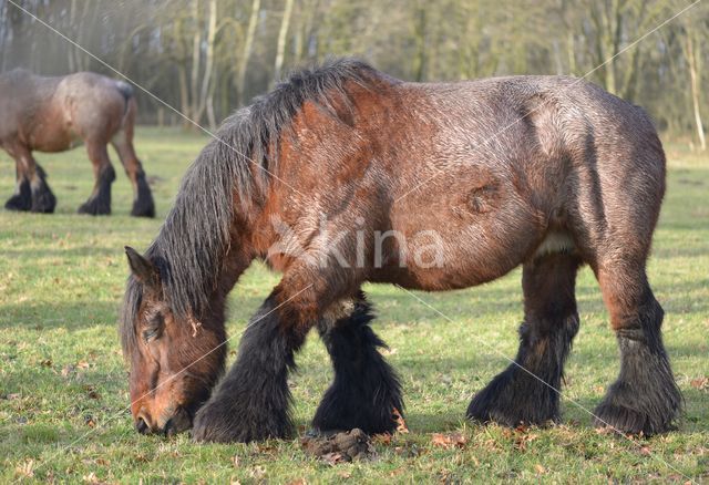 Belgian Horse (Equus spp)