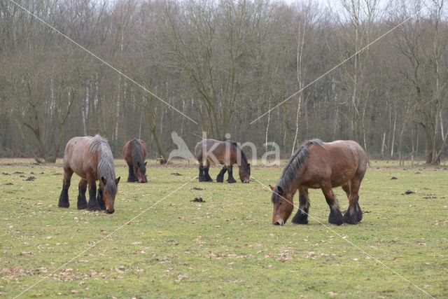 Belgian Horse (Equus spp)