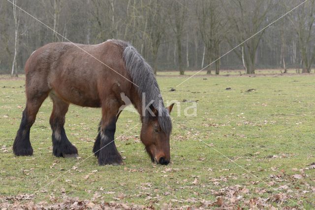 Belgian Horse (Equus spp)