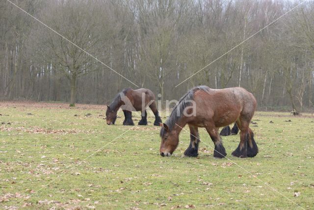 Belgian Horse (Equus spp)