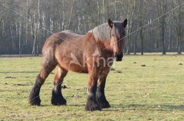 Belgian Horse (Equus spp)