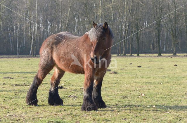 Belgian Horse (Equus spp)