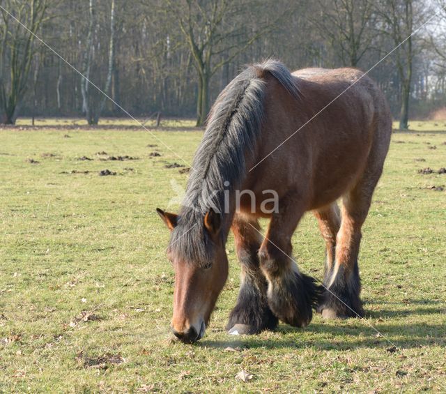 Belgian Horse (Equus spp)