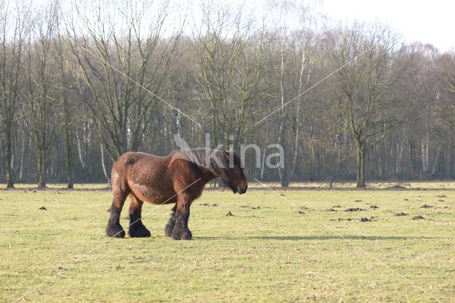 Belgian Horse (Equus spp)