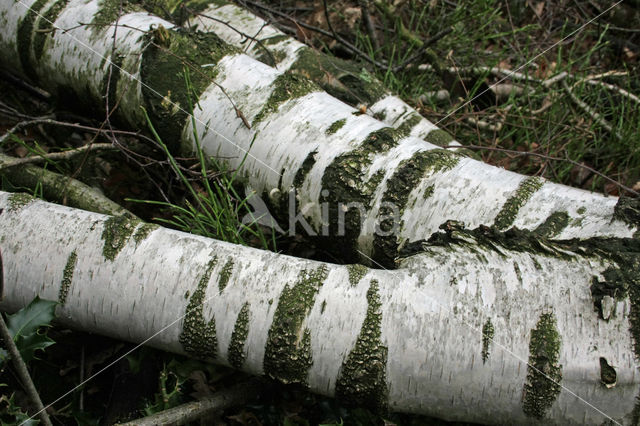 Birch (Betula)