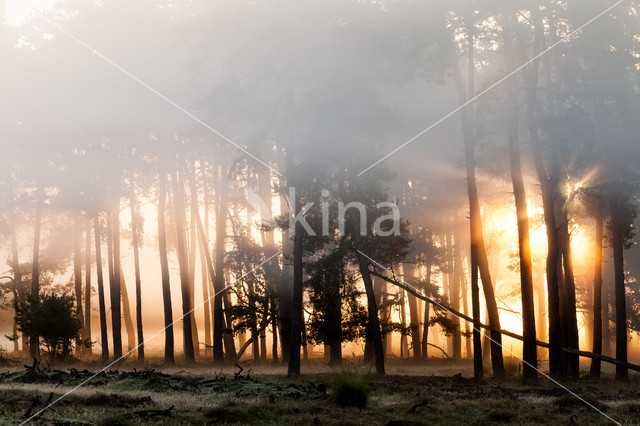 Birch (Betula)