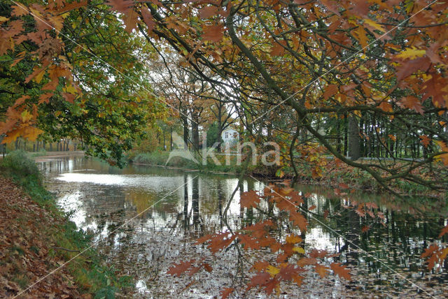 Beech (Fagus sylvatica)