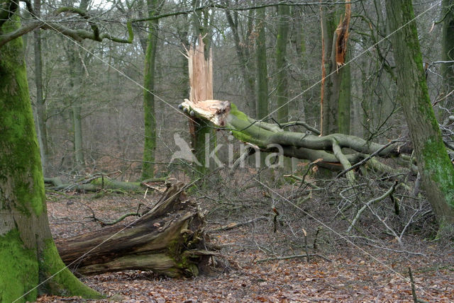 Beuk (Fagus sylvatica)