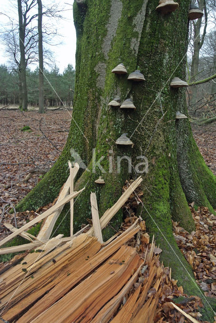 Beech (Fagus sylvatica)