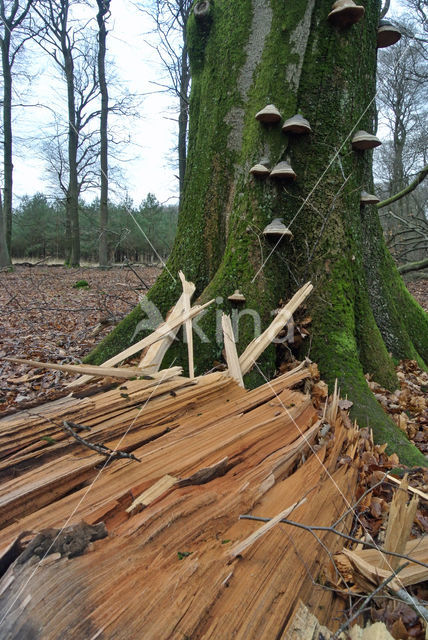 Beech (Fagus sylvatica)