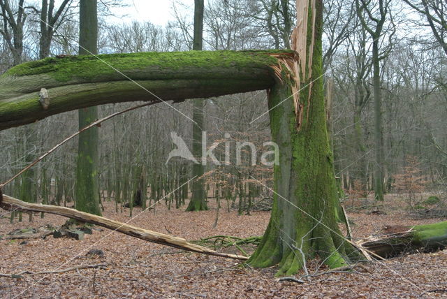 Beuk (Fagus sylvatica)