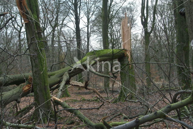 Beech (Fagus sylvatica)