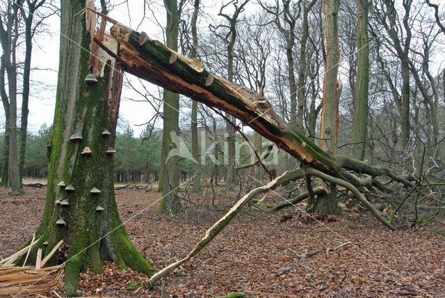 Beuk (Fagus sylvatica)