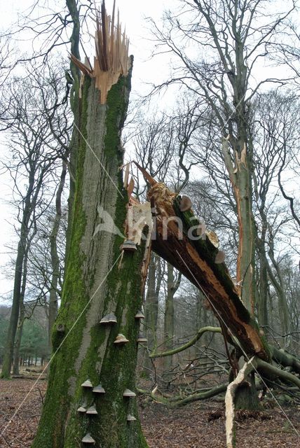 Beech (Fagus sylvatica)