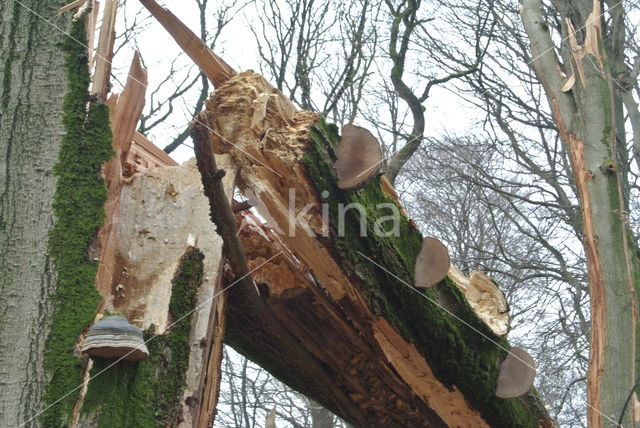 Beuk (Fagus sylvatica)