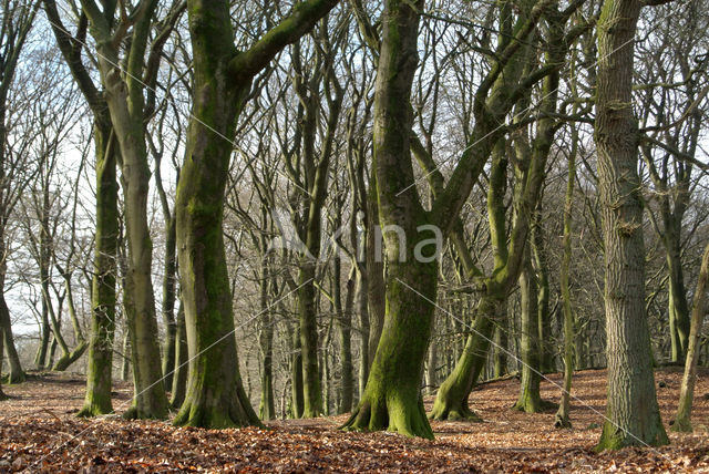 Beuk (Fagus sylvatica)