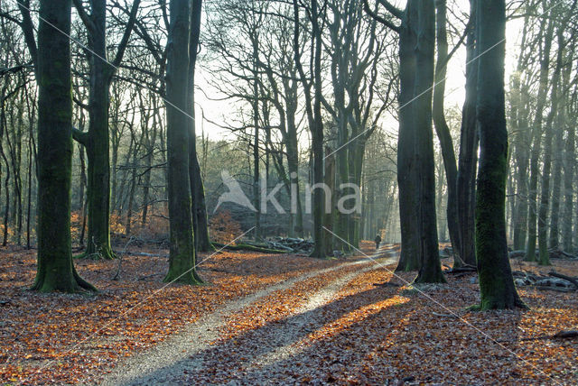 Beech (Fagus sylvatica)