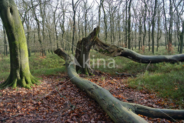 Beech (Fagus sylvatica)