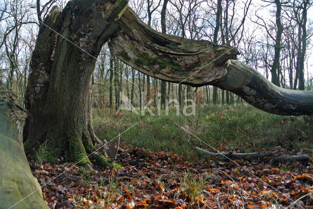 Beech (Fagus sylvatica)