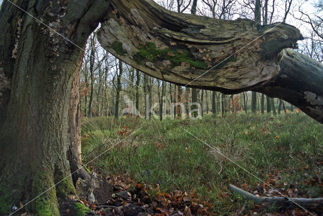 Beuk (Fagus sylvatica)