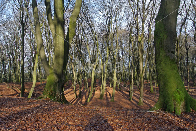 Beech (Fagus sylvatica)