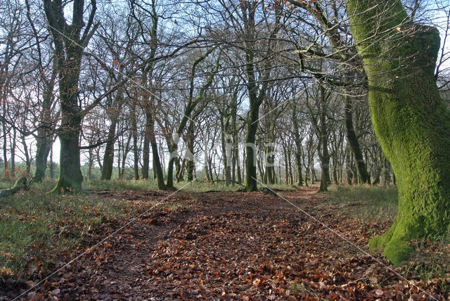 Beech (Fagus sylvatica)