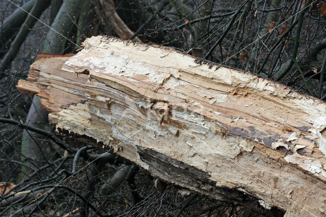 Beuk (Fagus sylvatica)