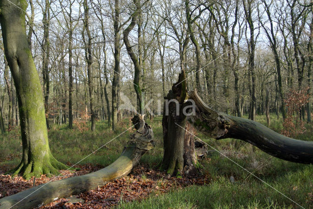 Beech (Fagus sylvatica)