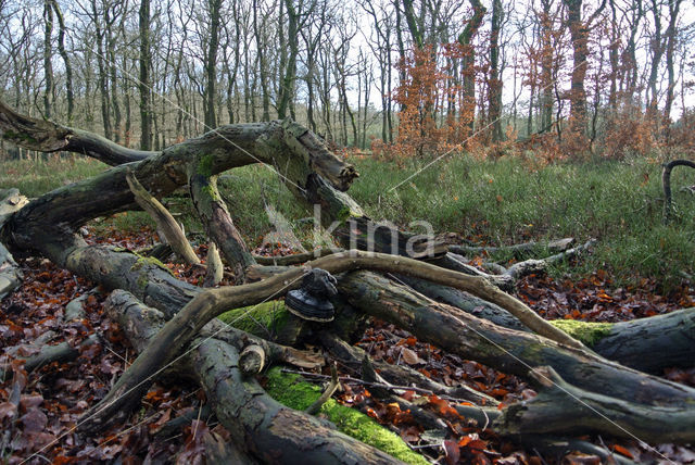 Beuk (Fagus sylvatica)