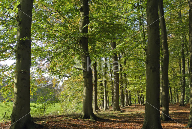 Beech (Fagus sylvatica)