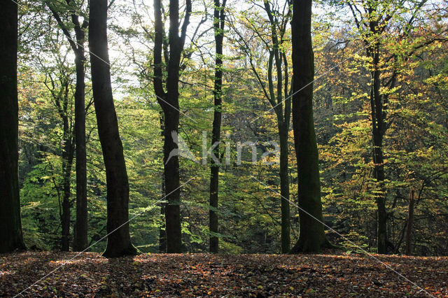 Beech (Fagus sylvatica)