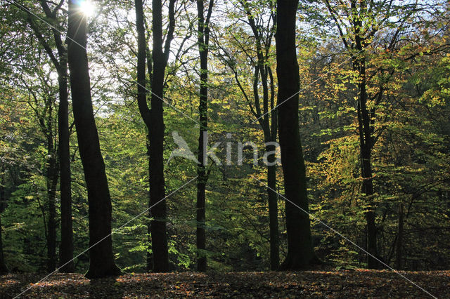 Beuk (Fagus sylvatica)