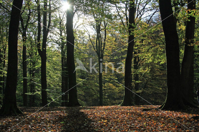 Beech (Fagus sylvatica)