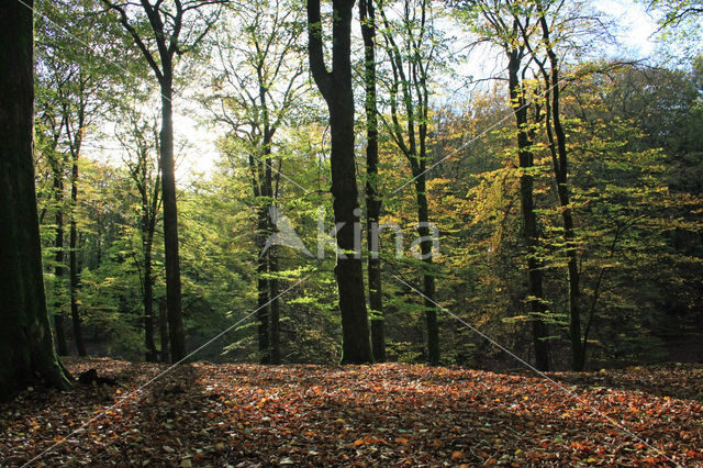 Beuk (Fagus sylvatica)