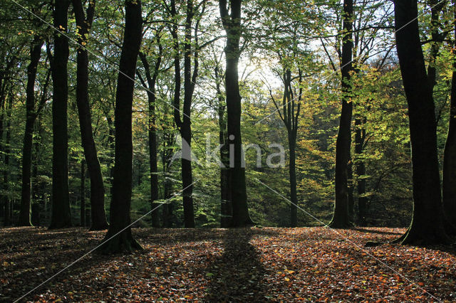 Beech (Fagus sylvatica)