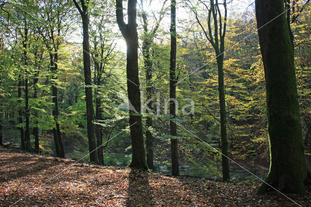 Beech (Fagus sylvatica)