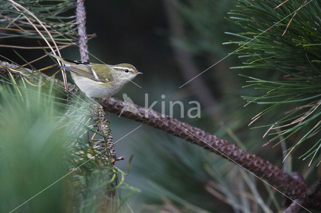 Bladkoning (Phylloscopus inornatus)