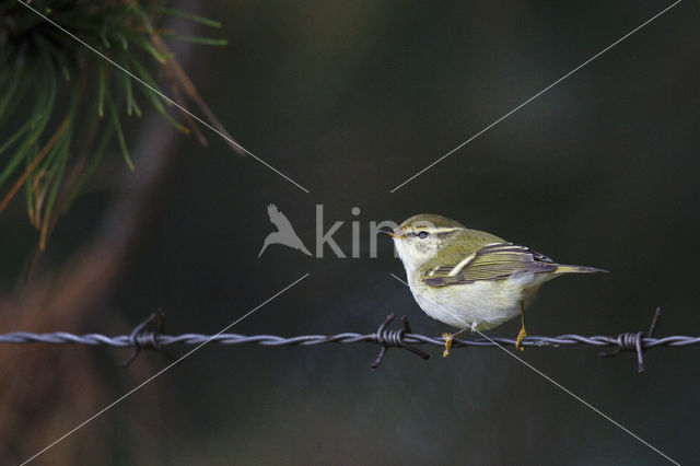 Bladkoning (Phylloscopus inornatus)