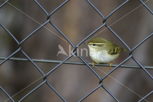 Inornate Warbler (Phylloscopus inornatus)